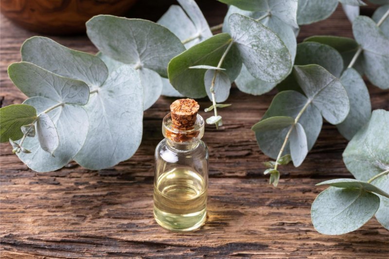 Olejek dōTERRA | Eukaliptus | Eucalyptus